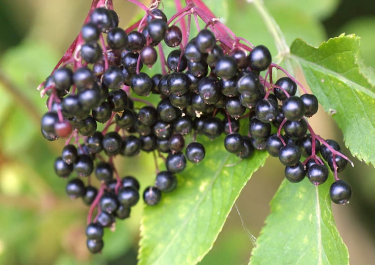 A9XTB6 European black elder Sambucus nigra fruits